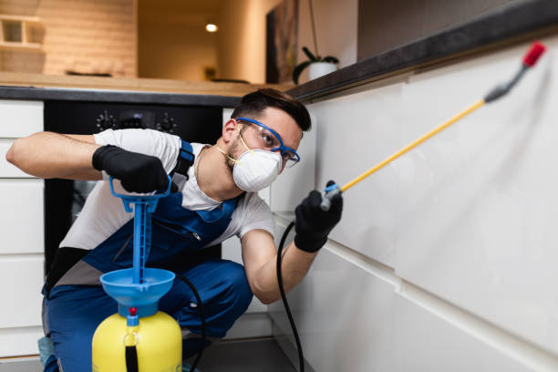 Best Wasp Removal Services  in Elk Grove Vlage, IL
