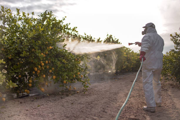 Best Flea Control Services  in Elk Grove Vlage, IL
