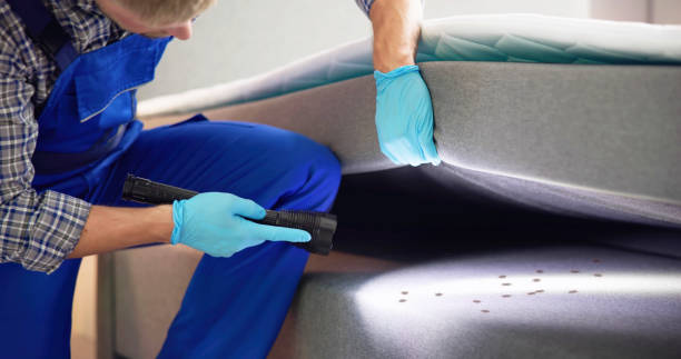 Best Mosquito Control Services  in Elk Grove Vlage, IL