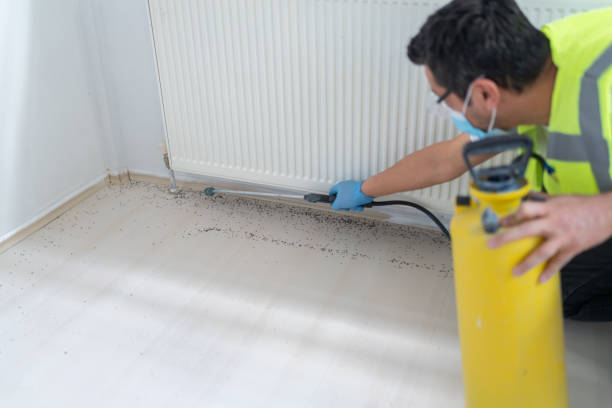 Best Spider Control Near Me  in Elk Grove Vlage, IL