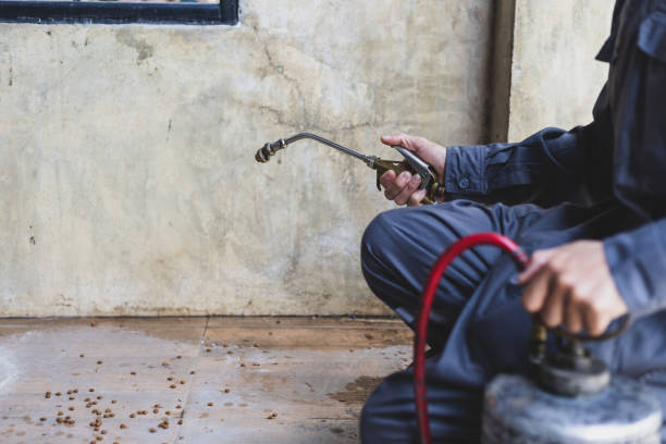 Best Affordable Pest Control Services  in Elk Grove Vlage, IL